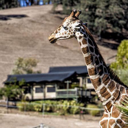 Safari West Hotel Mark West Springs Exterior photo