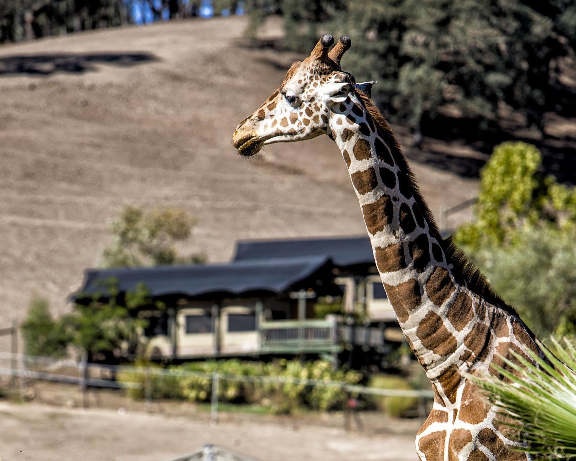 Safari West Hotel Mark West Springs Exterior photo